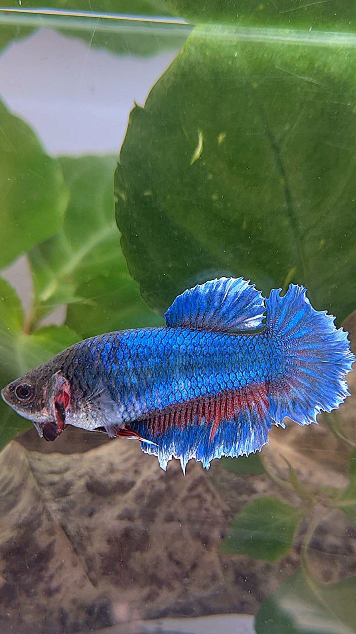 XL FEMALE HALFMOON FEATHER TAIL BLUE BETTA FISH