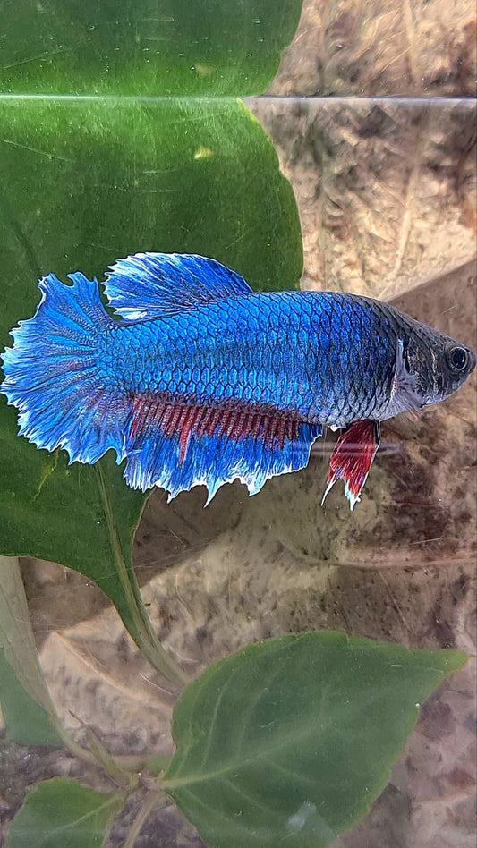 XL FEMALE HALFMOON FEATHER TAIL BLUE BETTA FISH
