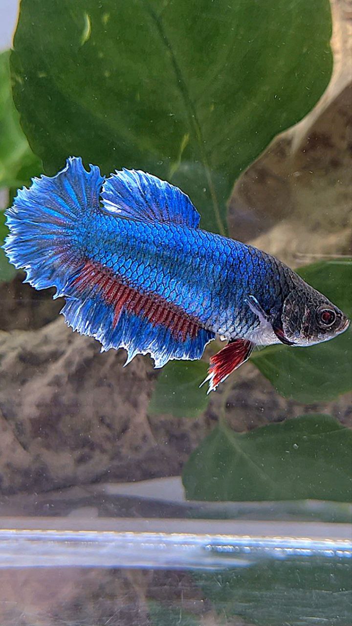 XL FEMALE HALFMOON FEATHER TAIL BLUE BETTA FISH