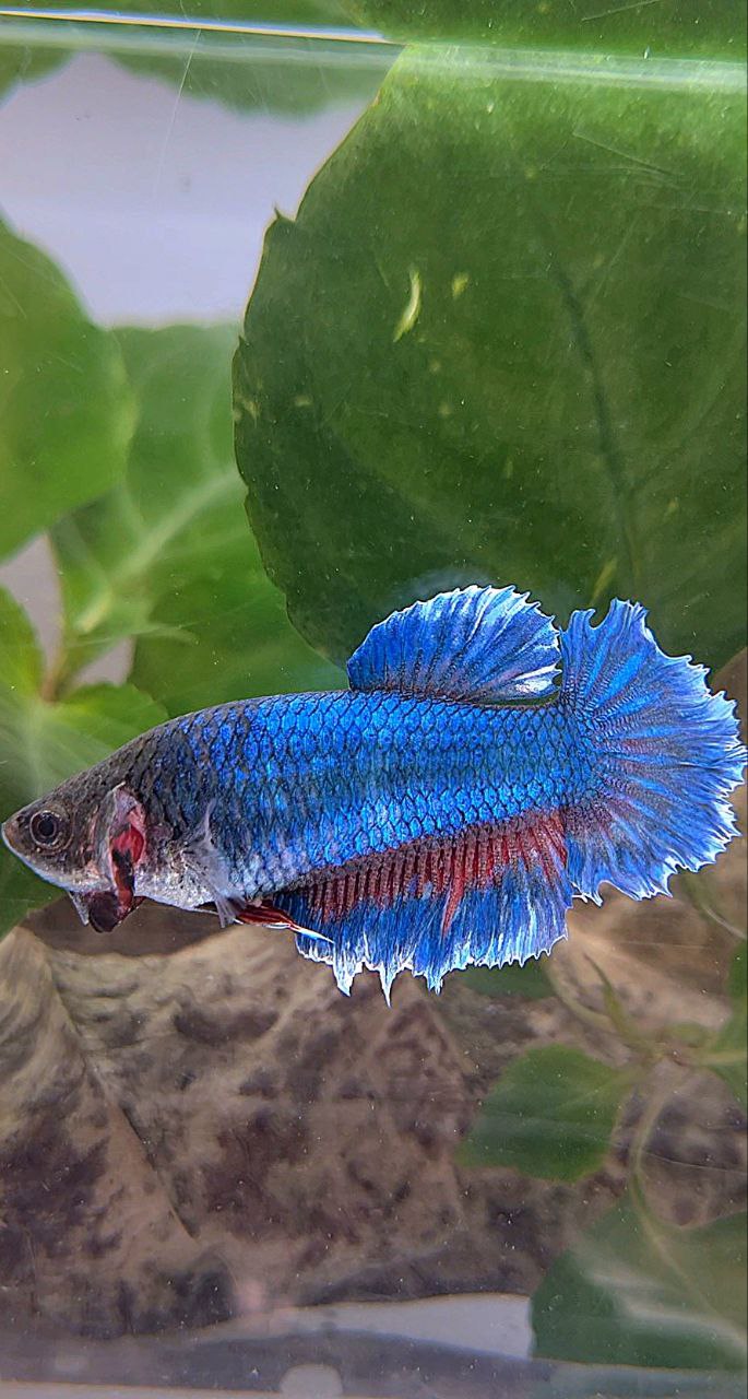 XL FEMALE HALFMOON FEATHER TAIL BLUE BETTA FISH