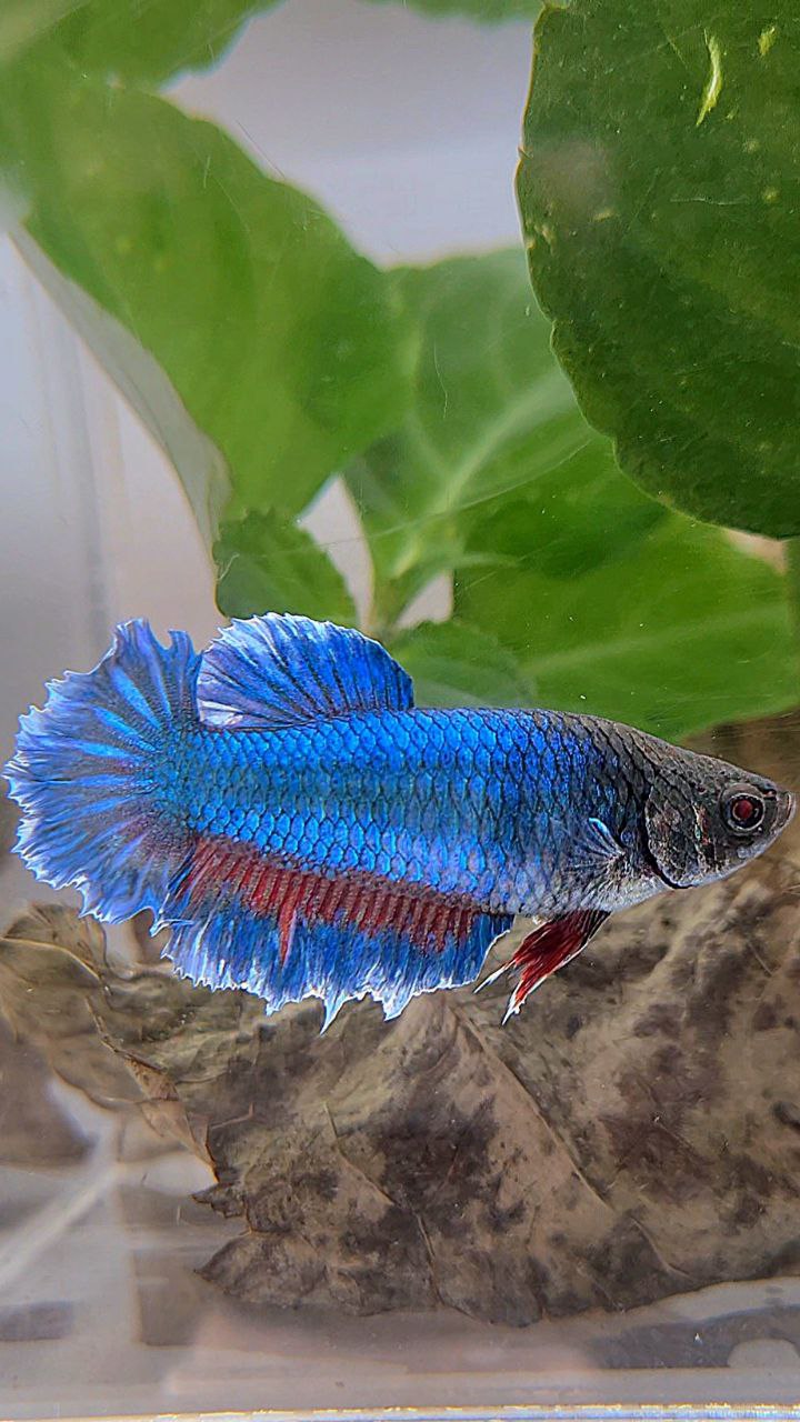 XL FEMALE HALFMOON FEATHER TAIL BLUE BETTA FISH