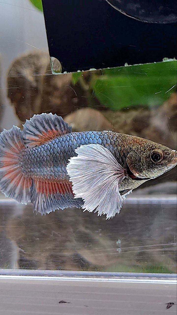XL FEMALE PLAKAT SUPER DUMBO EAR COPPER BETTA FISH