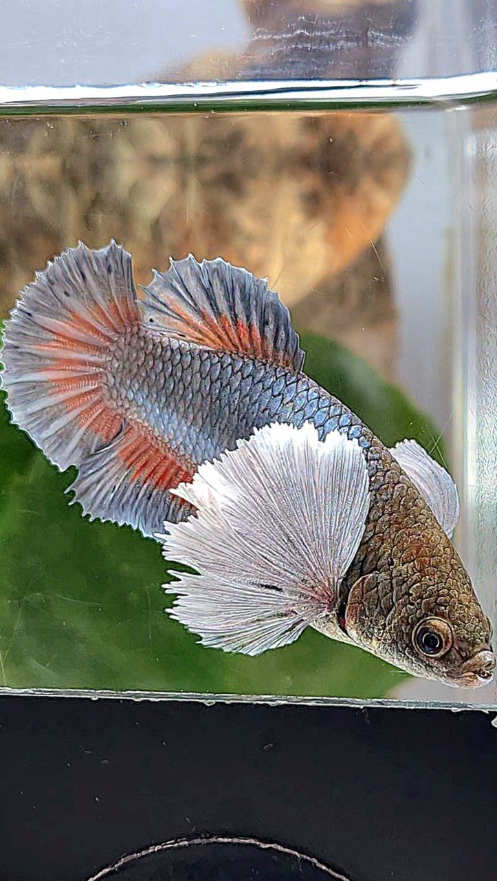 XL FEMALE PLAKAT SUPER DUMBO EAR COPPER BETTA FISH