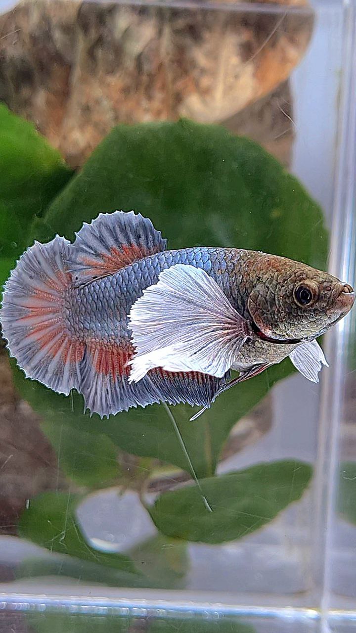 XL FEMALE PLAKAT SUPER DUMBO EAR COPPER BETTA FISH