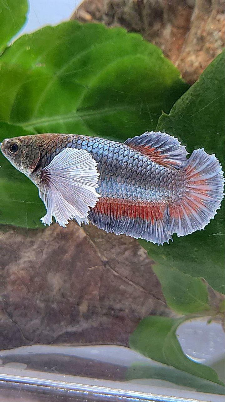 XL FEMALE PLAKAT SUPER DUMBO EAR COPPER BETTA FISH