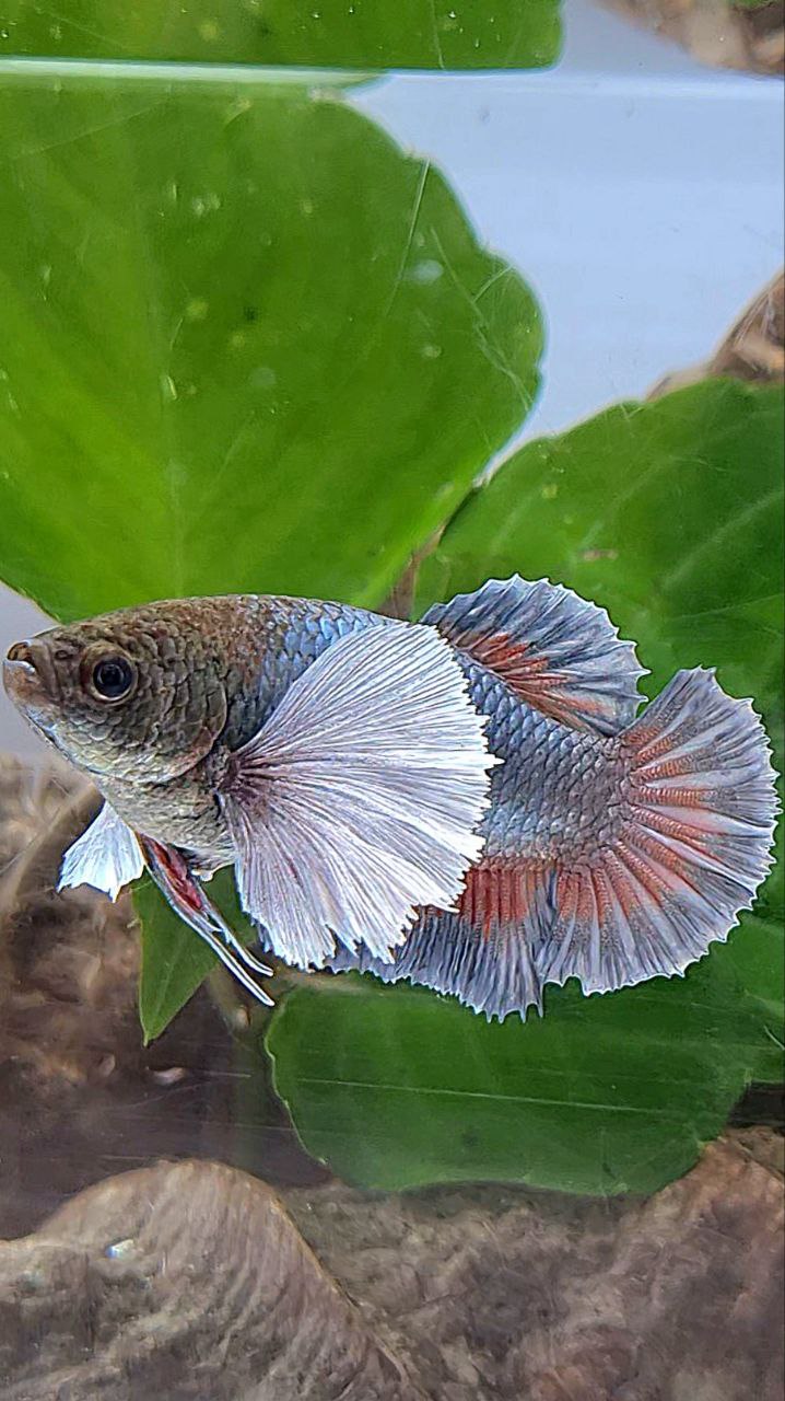 XL FEMALE PLAKAT SUPER DUMBO EAR COPPER BETTA FISH