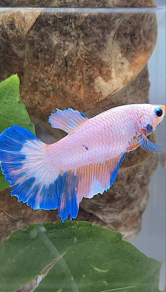XL FEMALE HALFMOON PINK FLAMINGGO MARBLE BETTA FISH