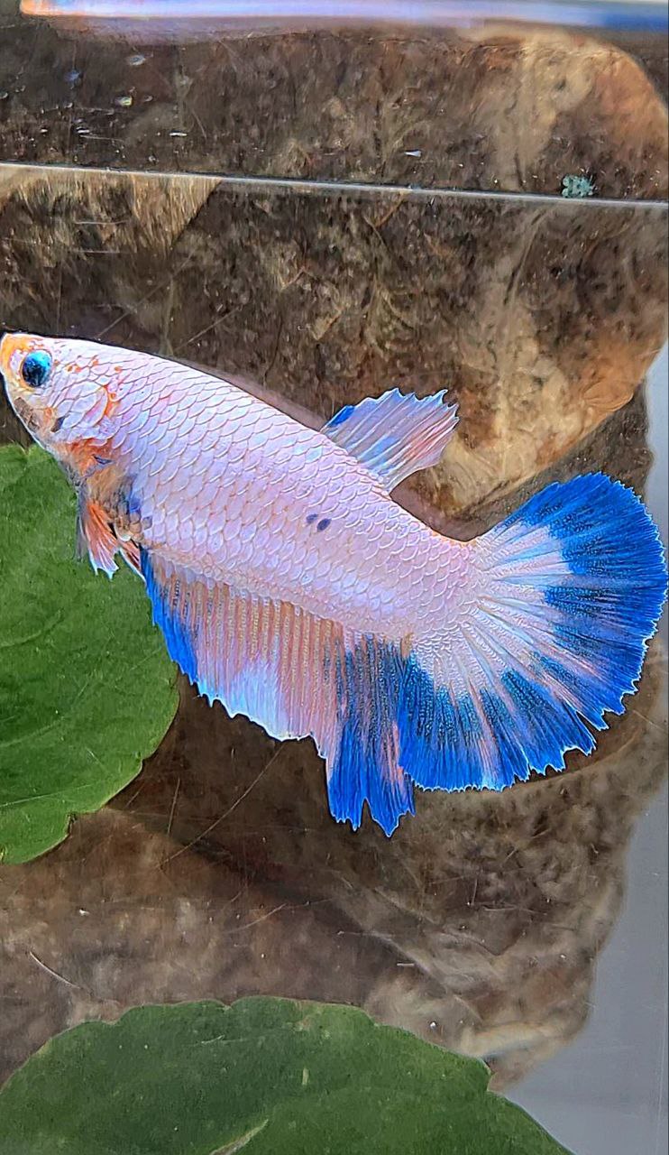 XL FEMALE HALFMOON PINK FLAMINGGO MARBLE BETTA FISH
