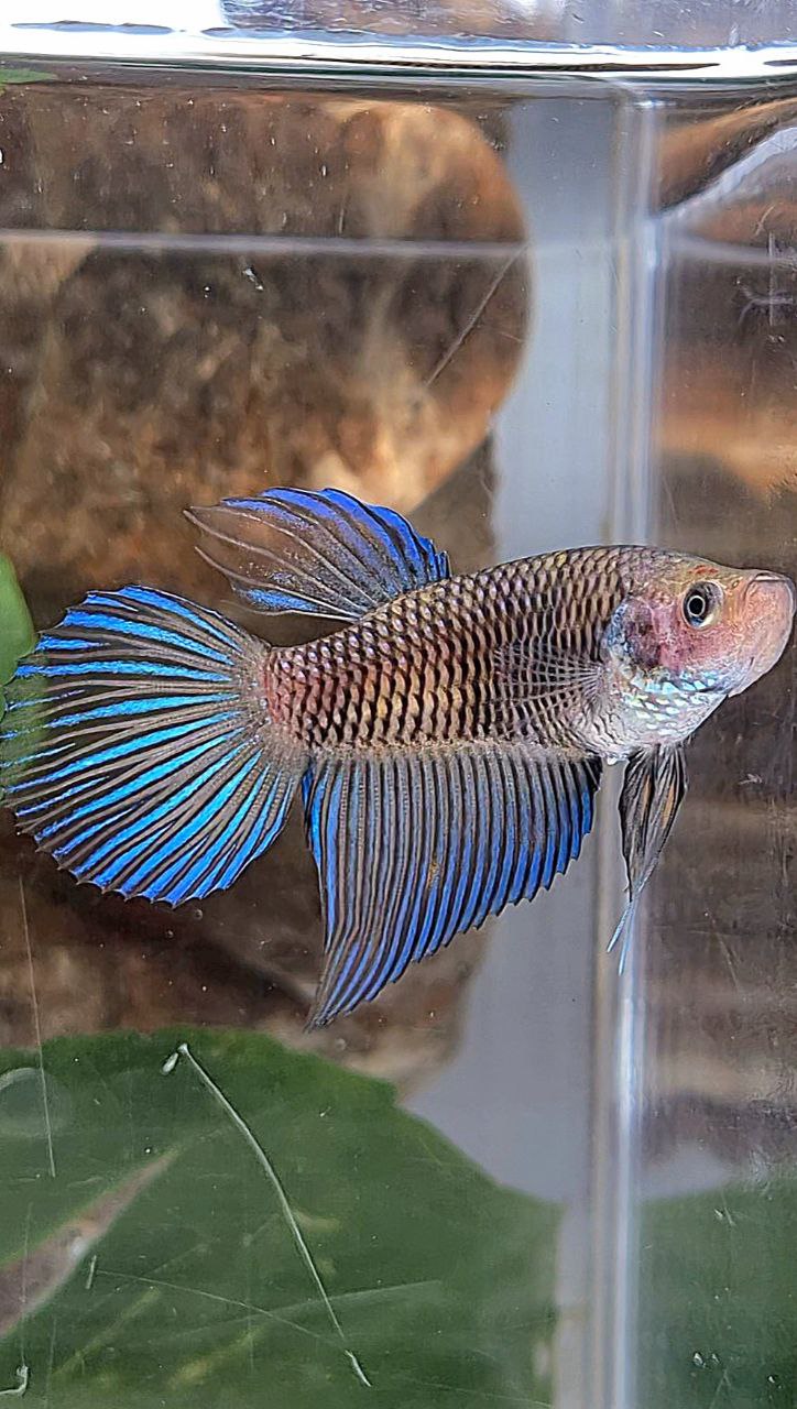 FEMALE VEILTAIL DARK METTALIC BETTA FISH