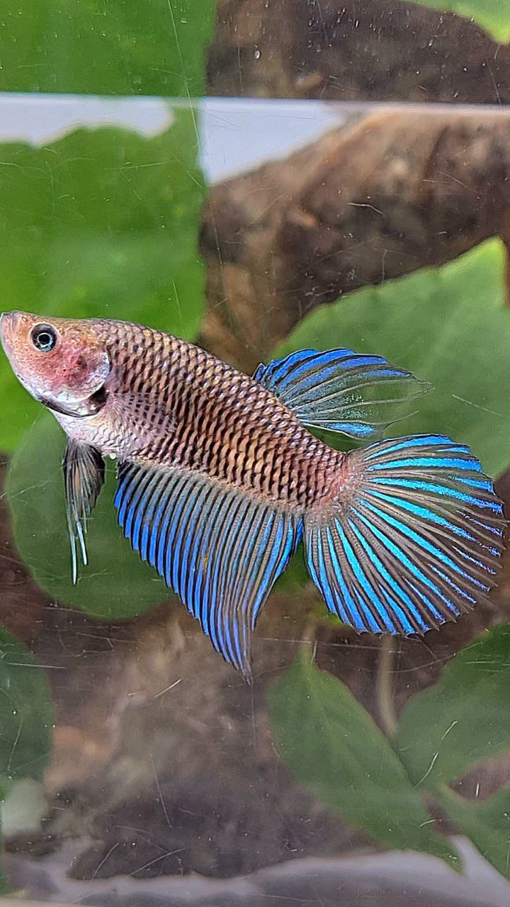 FEMALE VEILTAIL DARK METTALIC BETTA FISH