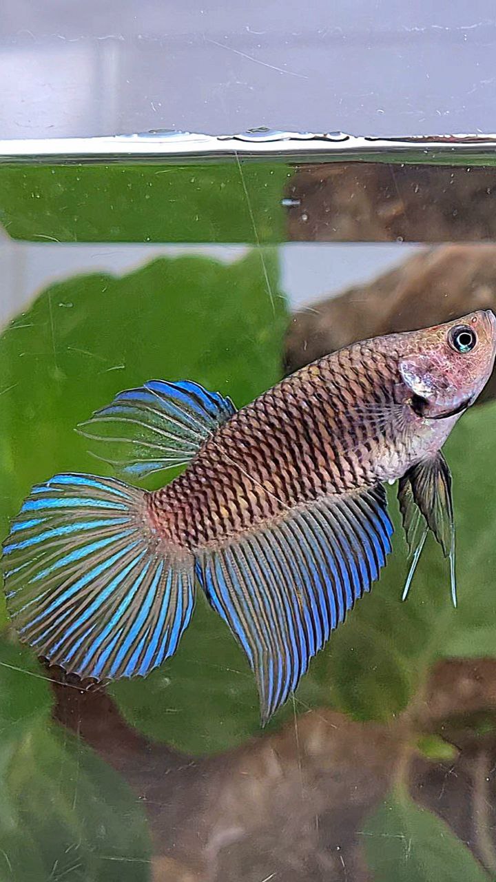 FEMALE VEILTAIL DARK METTALIC BETTA FISH