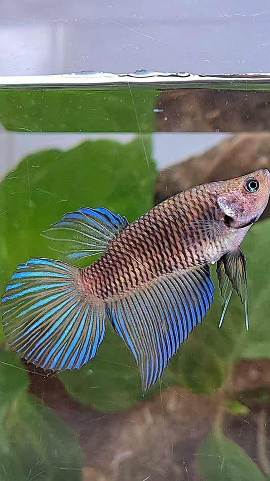 FEMALE VEILTAIL DARK METTALIC BETTA FISH
