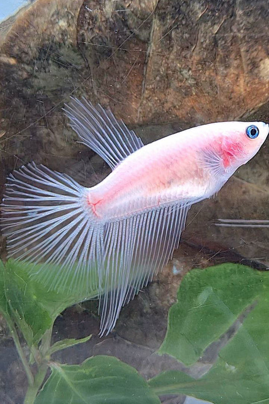 FEMALE HALFMOON CELLOPHANE TRANSPARENT BETTA FISH