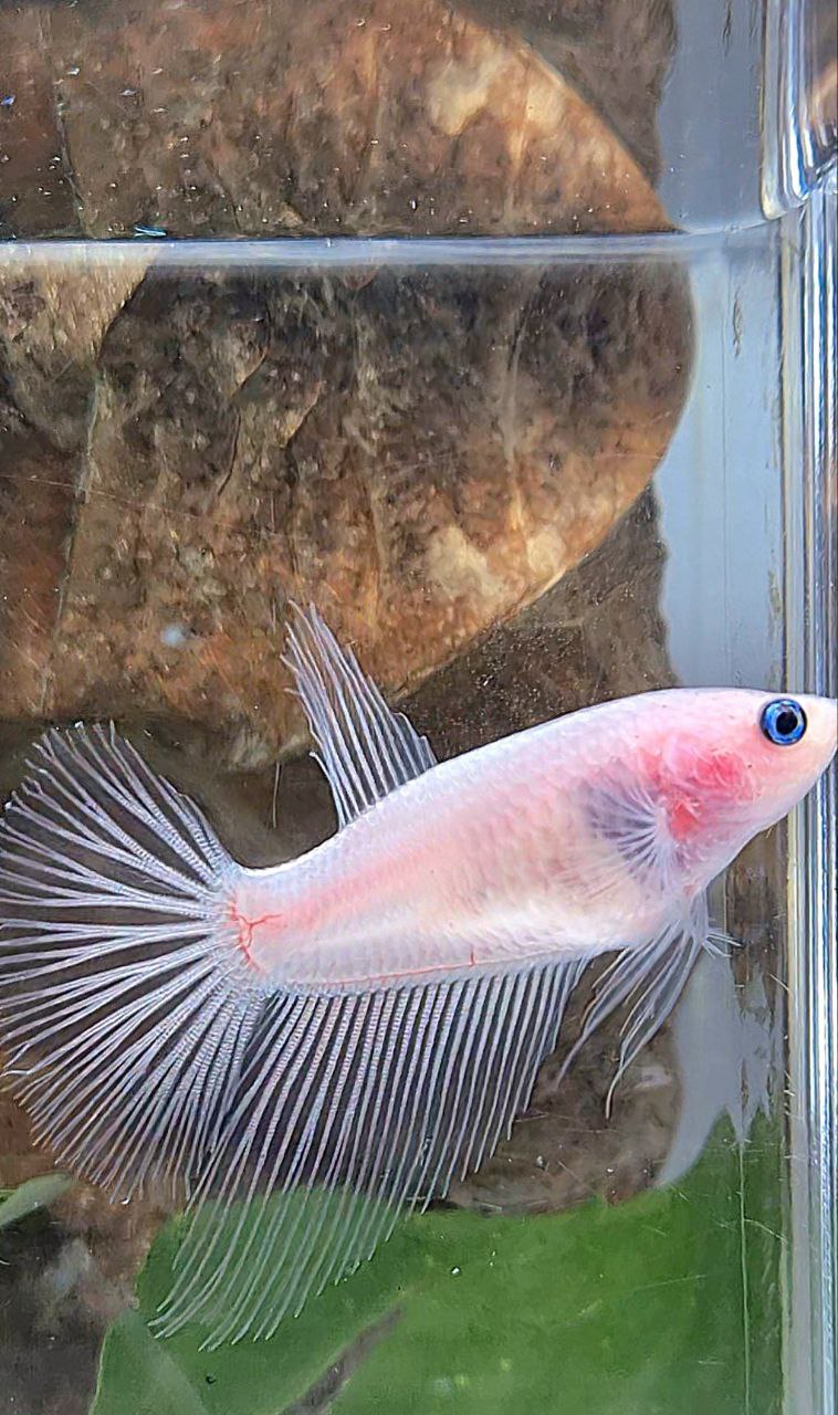 FEMALE HALFMOON CELLOPHANE TRANSPARENT BETTA FISH