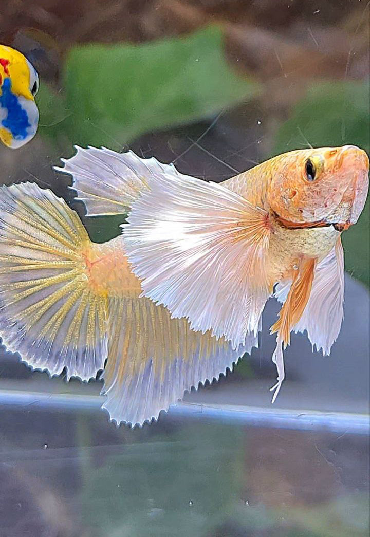 LUXURY FEMALE HALFMOON DUMBO EAR GOLDEN BETTA FISH