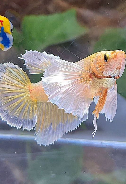 LUXURY FEMALE HALFMOON DUMBO EAR GOLDEN BETTA FISH