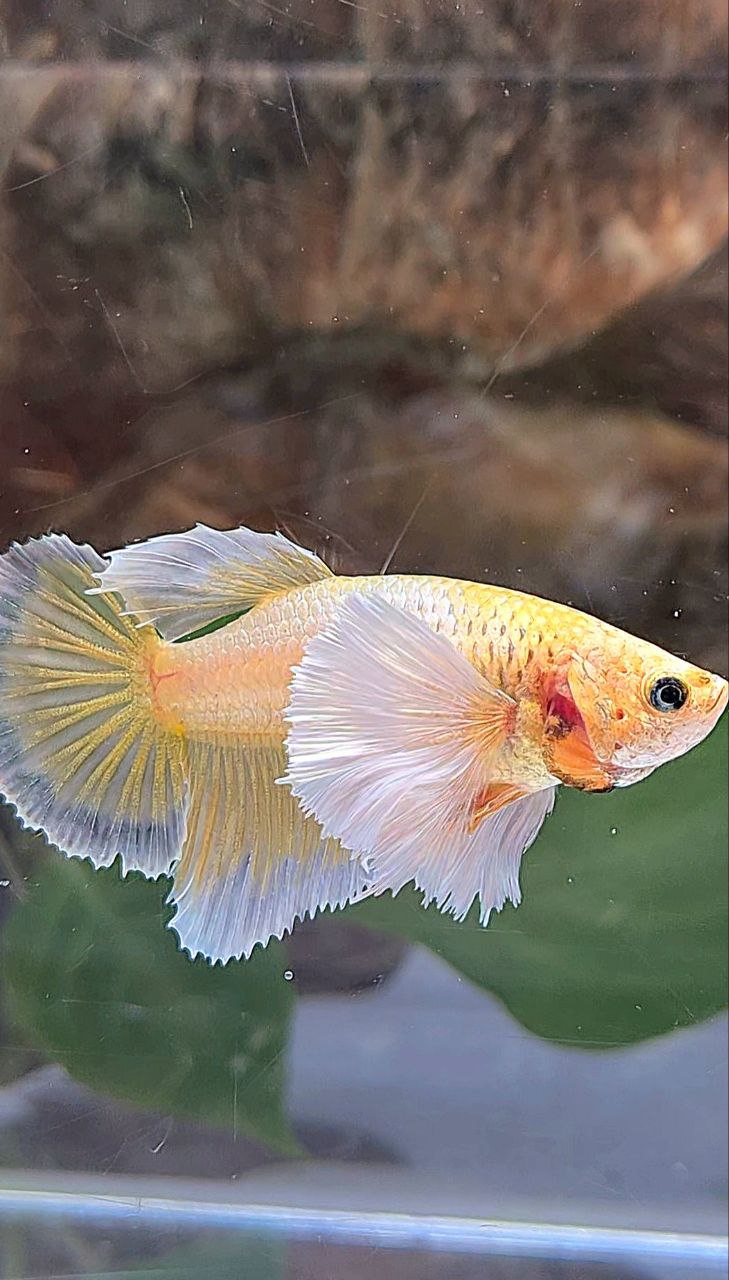 LUXURY FEMALE HALFMOON DUMBO EAR GOLDEN BETTA FISH