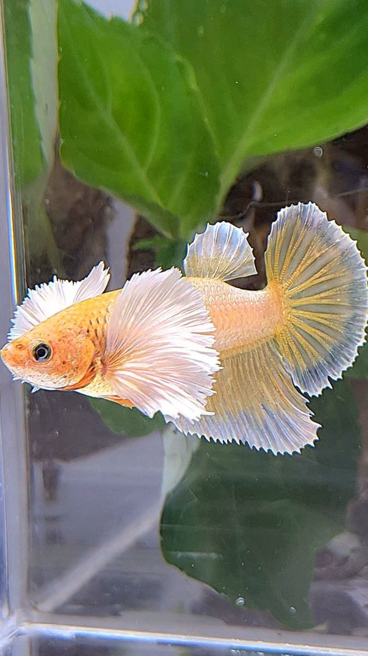 LUXURY FEMALE HALFMOON DUMBO EAR GOLDEN BETTA FISH