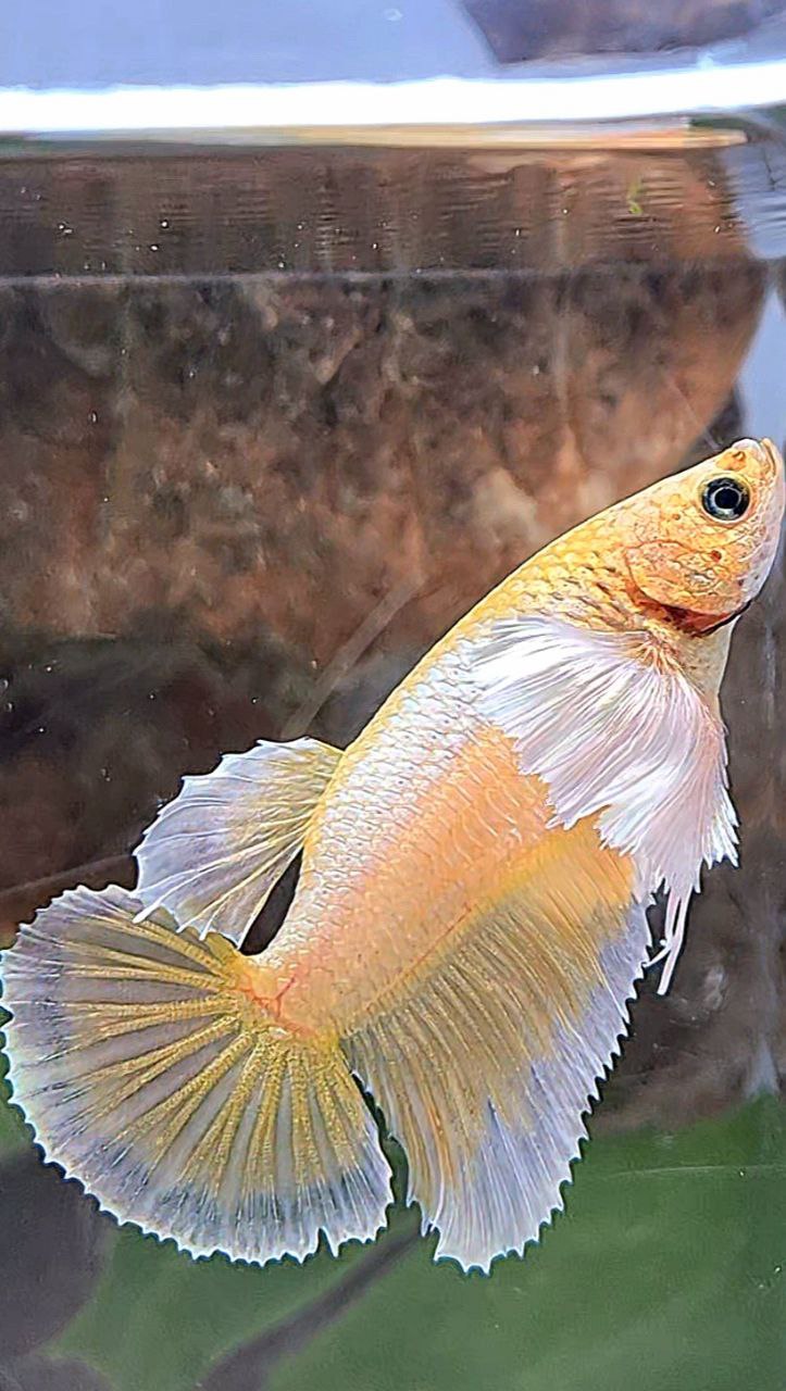 LUXURY FEMALE HALFMOON DUMBO EAR GOLDEN BETTA FISH