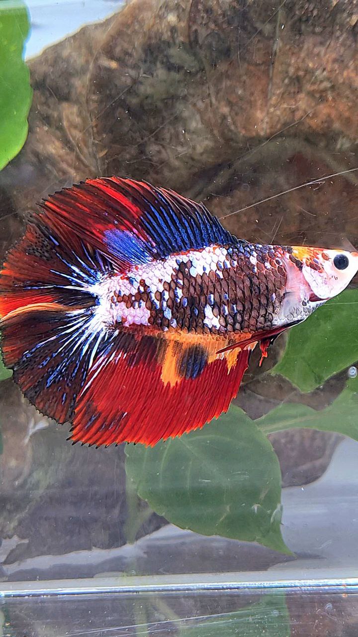 LUXURY XL HALFMOON DOUBLE TAIL SUPER FANCY MULTICOLOR BETTA FISH