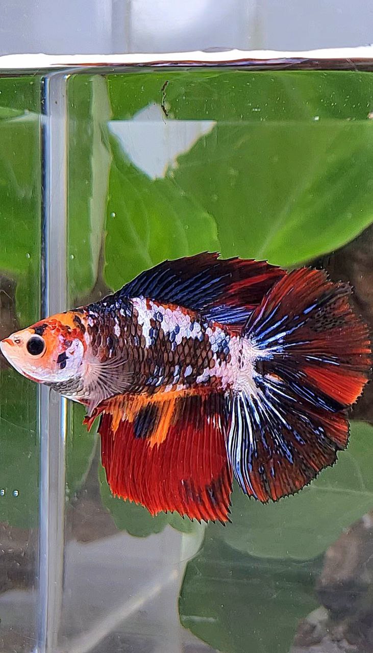 LUXURY XL HALFMOON DOUBLE TAIL SUPER FANCY MULTICOLOR BETTA FISH
