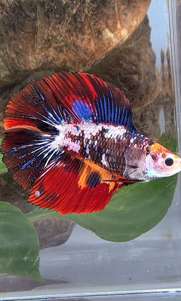 LUXURY XL HALFMOON DOUBLE TAIL SUPER FANCY MULTICOLOR BETTA FISH