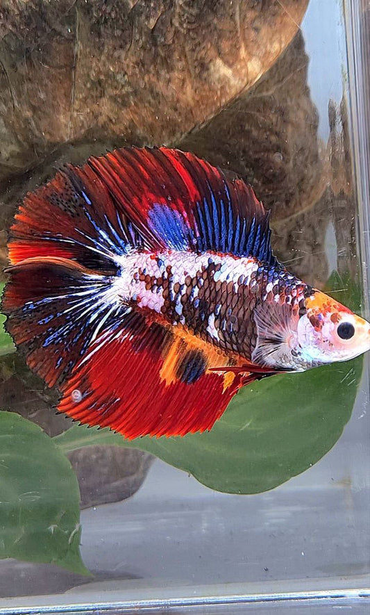 LUXURY XL HALFMOON DOUBLE TAIL SUPER FANCY MULTICOLOR BETTA FISH