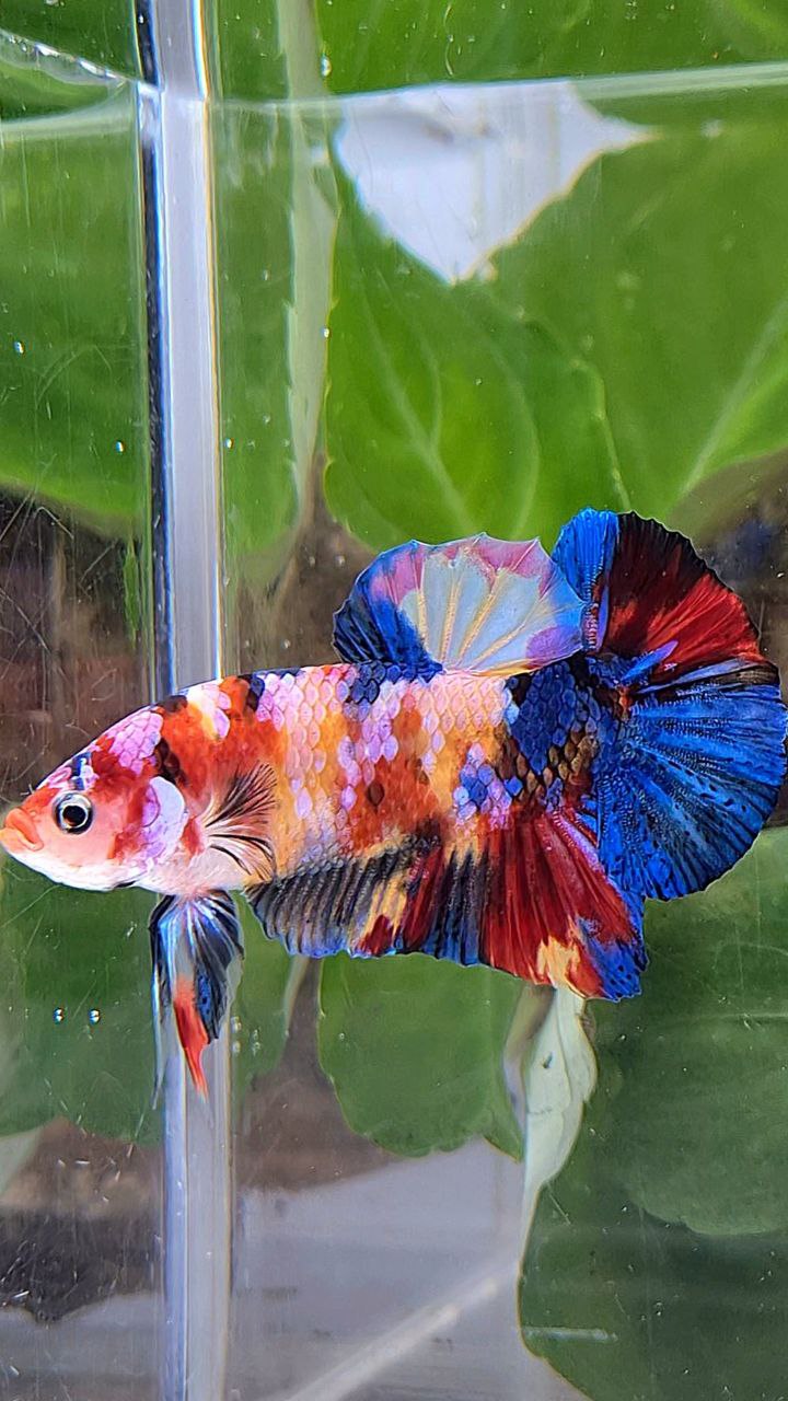 PLAKAT SUPER GALAXY MULTICOLOR BETTA FISH