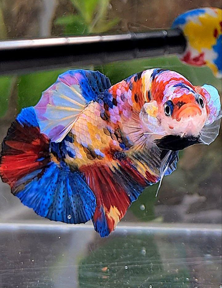 PLAKAT SUPER GALAXY MULTICOLOR BETTA FISH