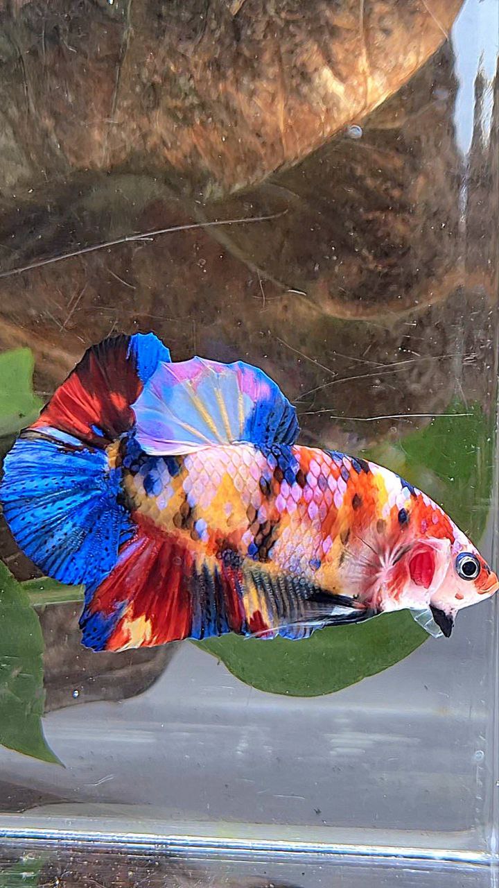 PLAKAT SUPER GALAXY MULTICOLOR BETTA FISH