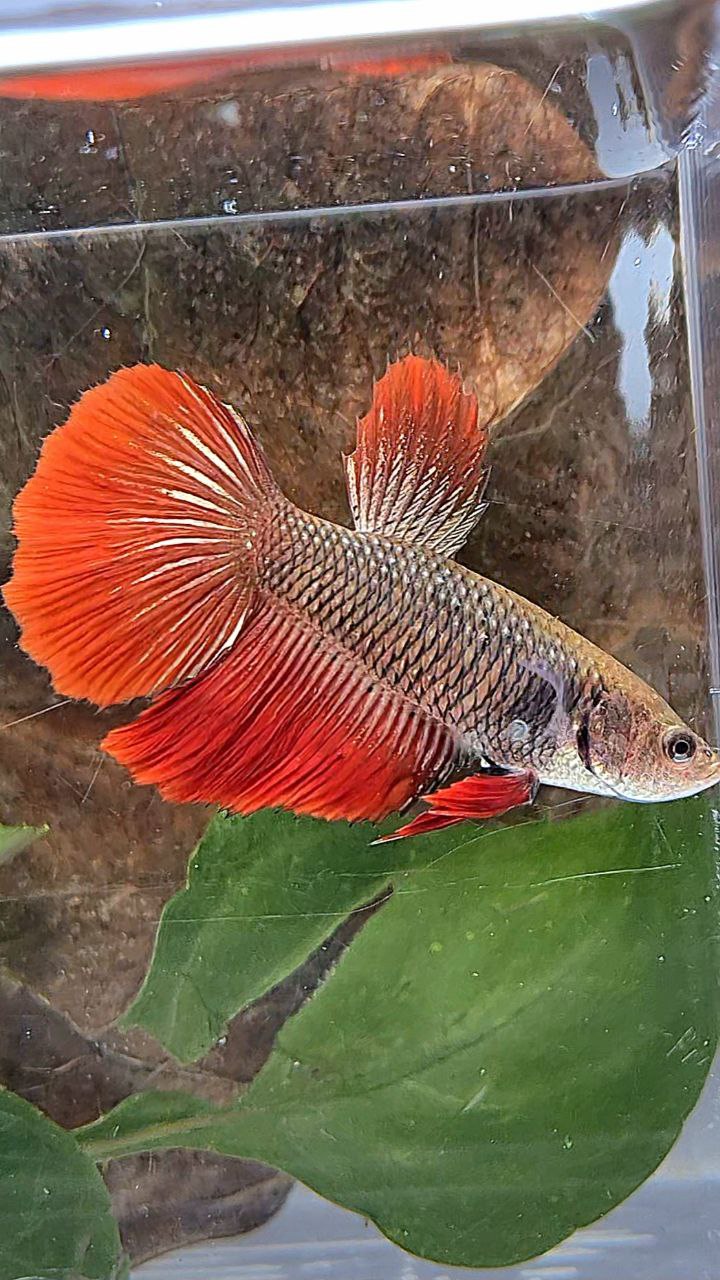 XL FEMALE HALFMOON BLACK RED VAMPIRE BETTA FISH