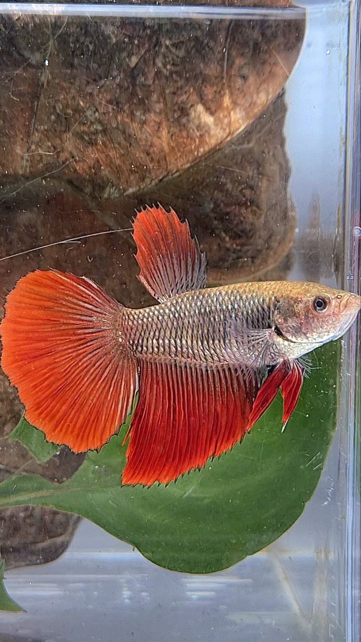XL FEMALE HALFMOON BLACK RED VAMPIRE BETTA FISH
