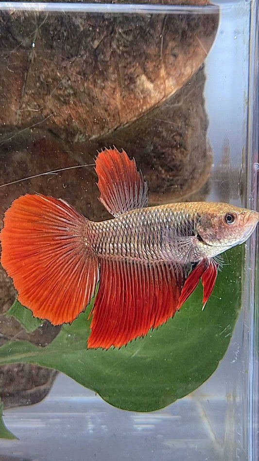 XL FEMALE HALFMOON BLACK RED VAMPIRE BETTA FISH