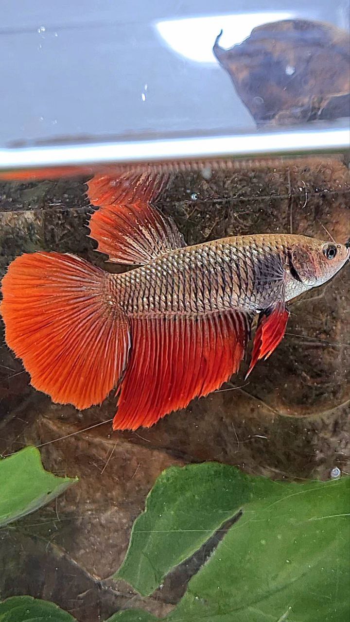 XL FEMALE HALFMOON BLACK RED VAMPIRE BETTA FISH
