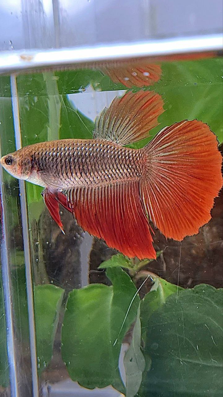 XL FEMALE HALFMOON BLACK RED VAMPIRE BETTA FISH