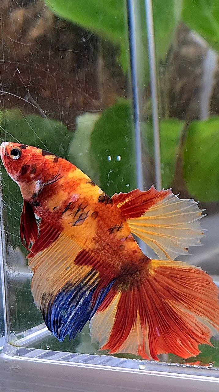 XL FEMALE HALFMOON ROSETAIL ORANGE KOI CLASSIC MULTICOLOR BETTA FISH