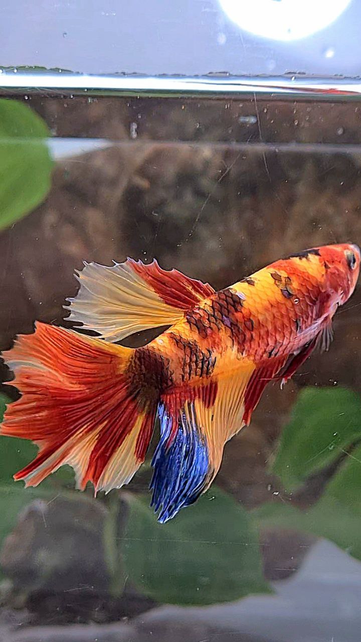 XL FEMALE HALFMOON ROSETAIL ORANGE KOI CLASSIC MULTICOLOR BETTA FISH