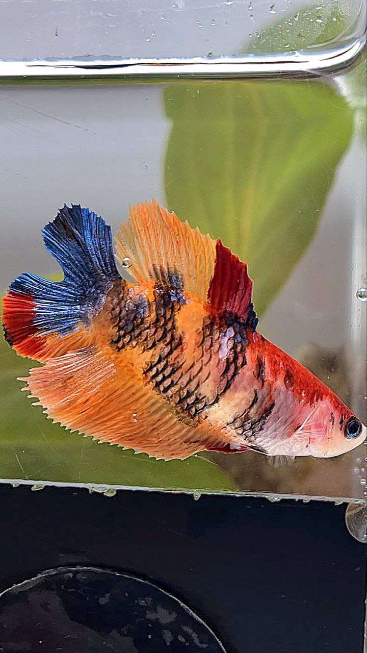 FEMALE HALFMOON DOUBLE TAIL ORANGE KOI MULTICOLOR BETTA FISH