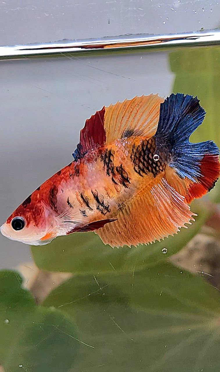 FEMALE HALFMOON DOUBLE TAIL ORANGE KOI MULTICOLOR BETTA FISH