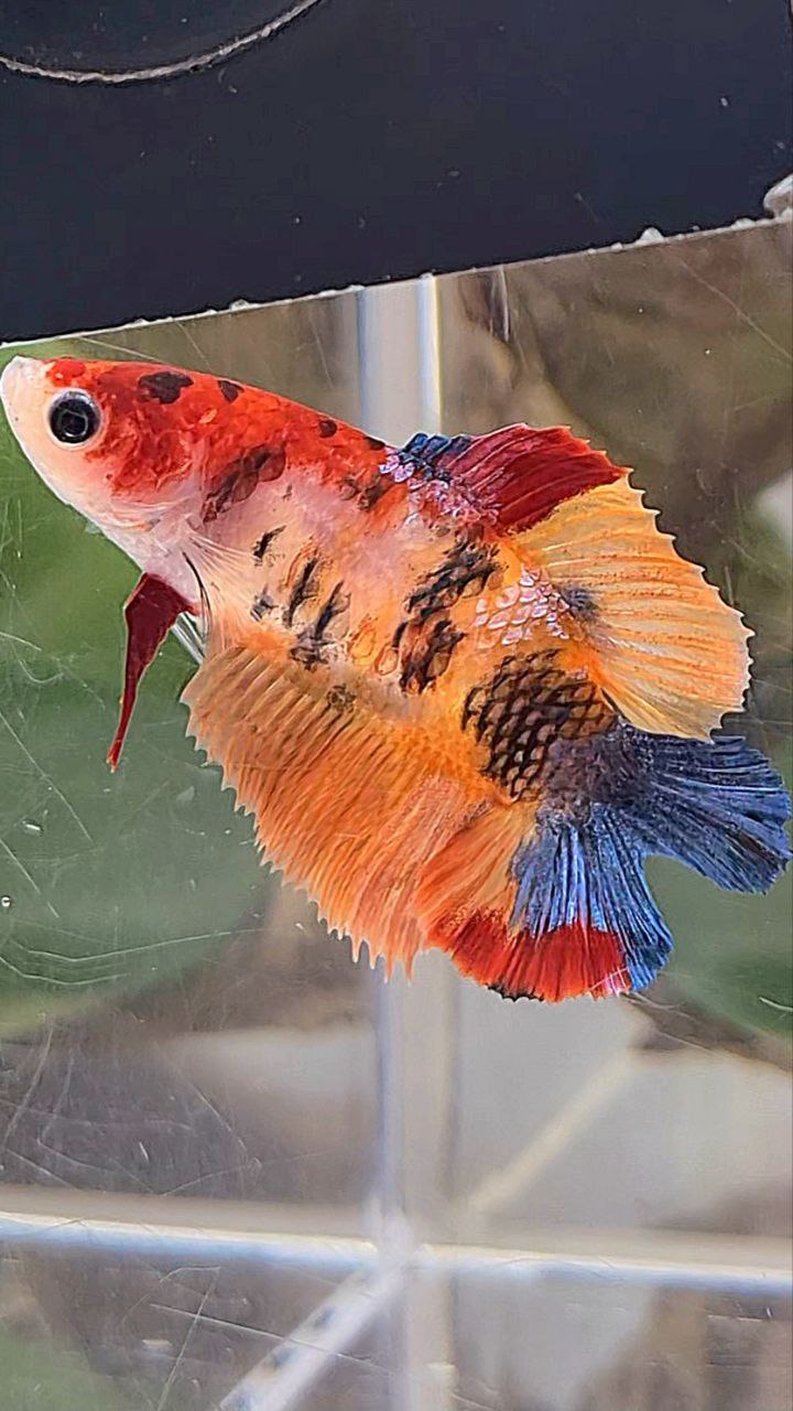 FEMALE HALFMOON DOUBLE TAIL ORANGE KOI MULTICOLOR BETTA FISH
