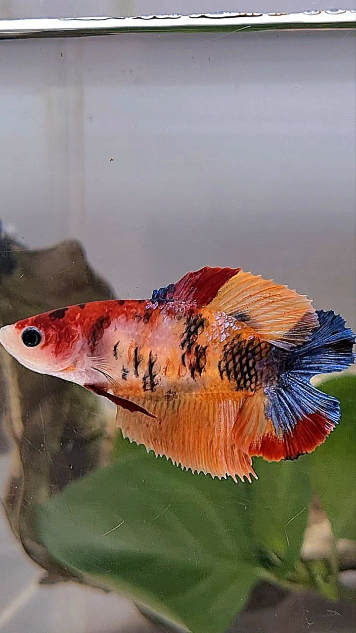 FEMALE HALFMOON DOUBLE TAIL ORANGE KOI MULTICOLOR BETTA FISH