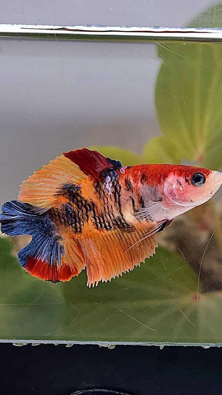 FEMALE HALFMOON DOUBLE TAIL ORANGE KOI MULTICOLOR BETTA FISH