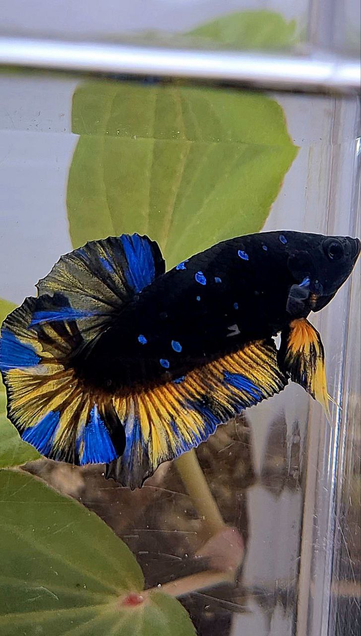 PLAKAT BLACK GALAXY BLUE AVATAR YELLOW THUNDER BETTA FISH