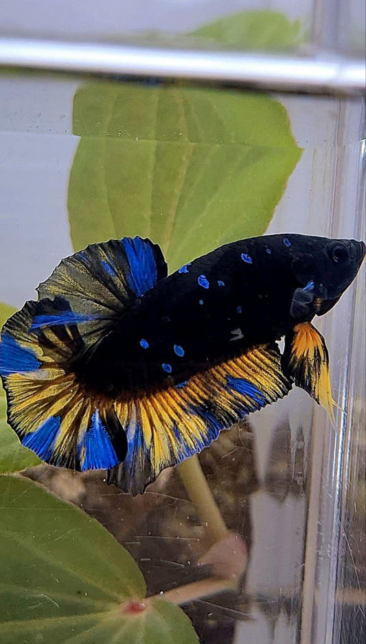 PLAKAT BLACK GALAXY BLUE AVATAR YELLOW THUNDER BETTA FISH