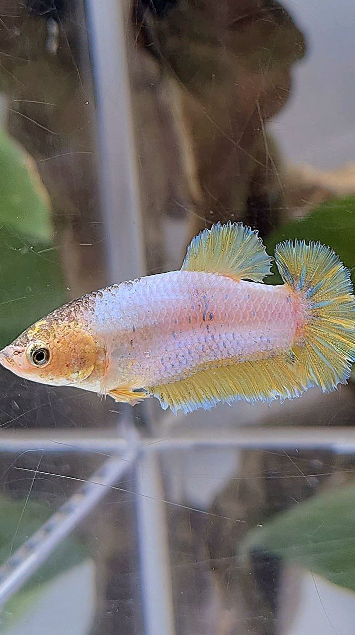 FEMALE HALFMOON KING ROSETAIL YELLOW FANCY BETTA FISH