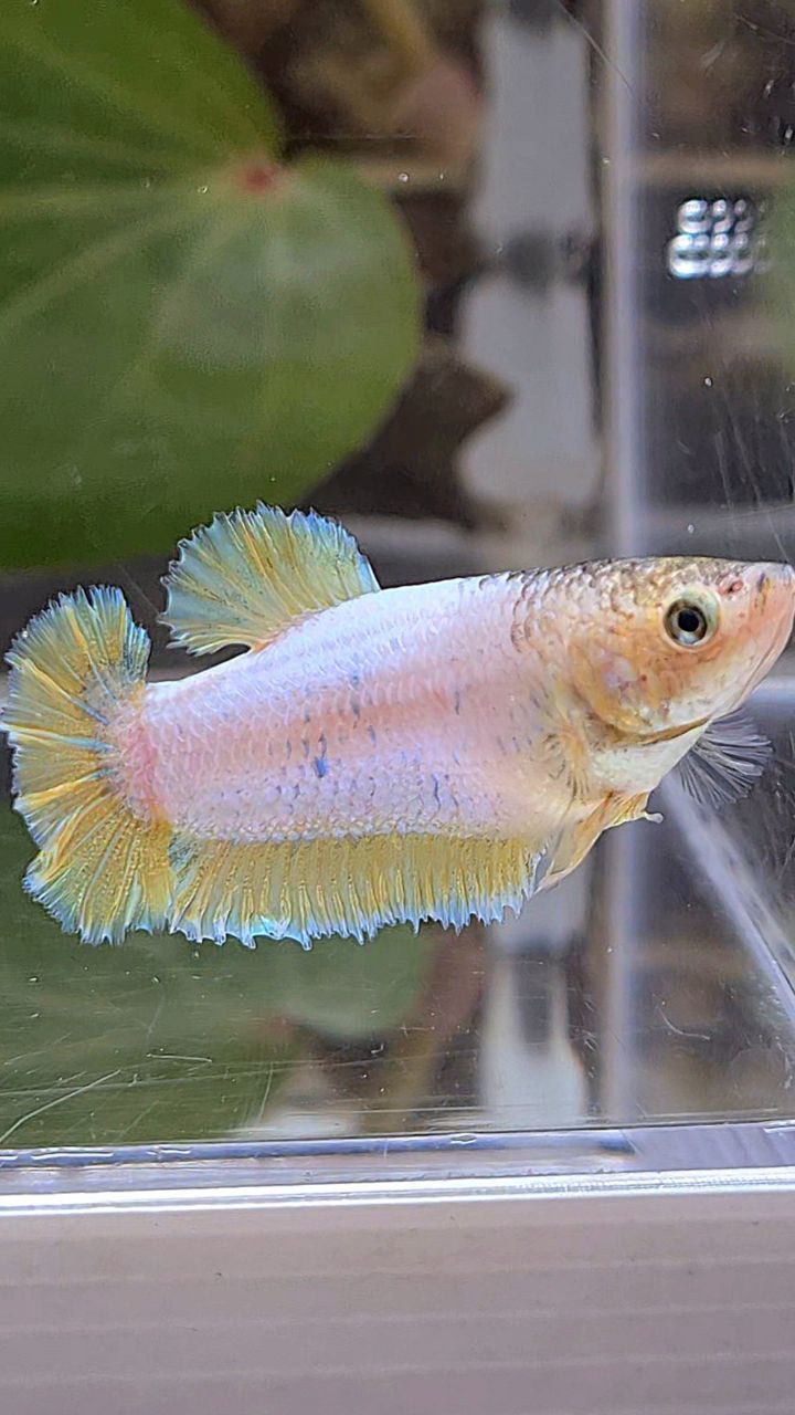 FEMALE HALFMOON KING ROSETAIL YELLOW FANCY BETTA FISH