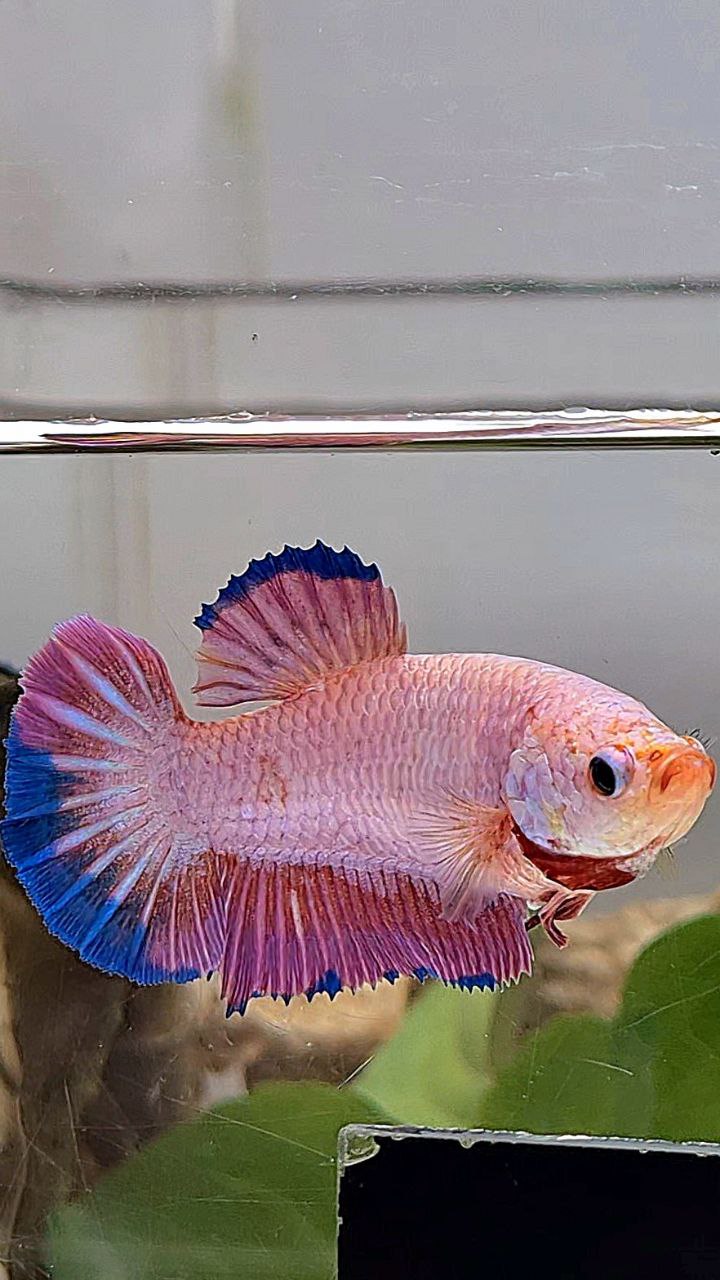 XL FEMALE PLAKAT PINK FLAMINGGO BLUE BETTA FISH
