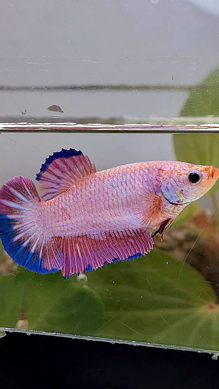 XL FEMALE PLAKAT PINK FLAMINGGO BLUE BETTA FISH