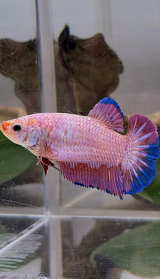 XL FEMALE PLAKAT PINK FLAMINGGO BLUE BETTA FISH
