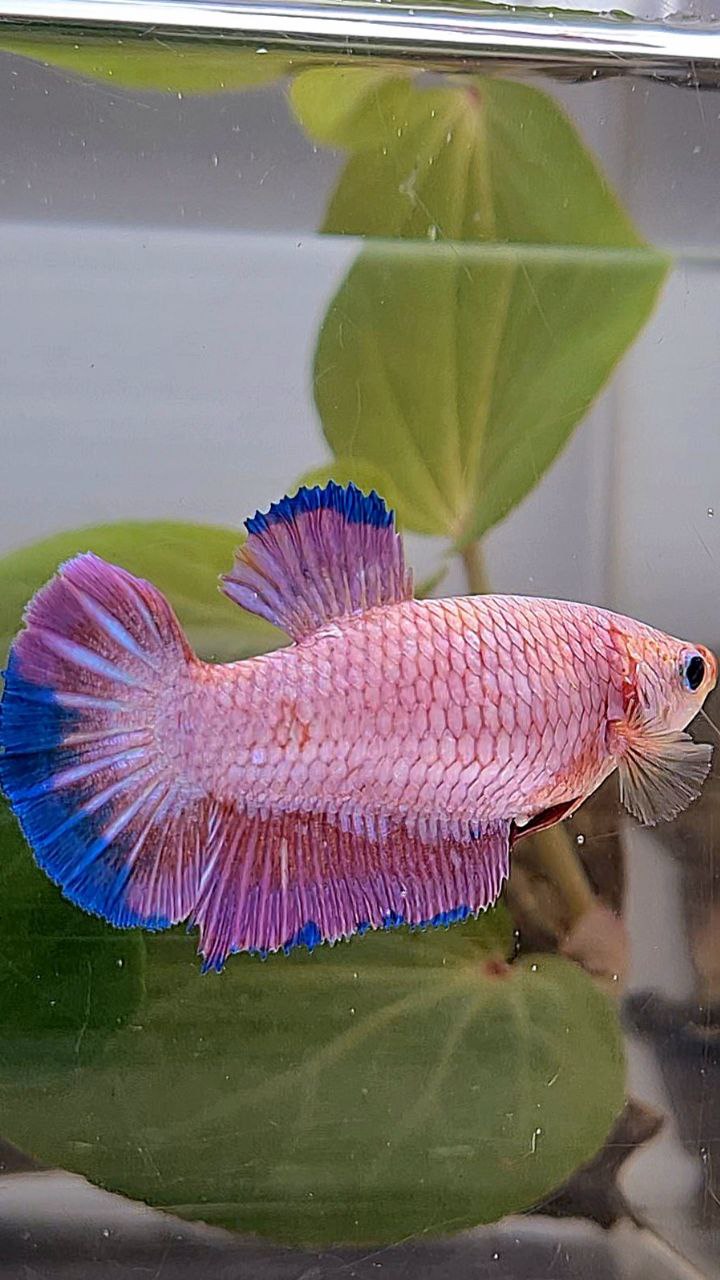 XL FEMALE PLAKAT PINK FLAMINGGO BLUE BETTA FISH
